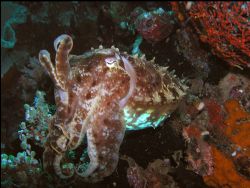 Cuttlefish taking it easy by Roppe Nilsson 